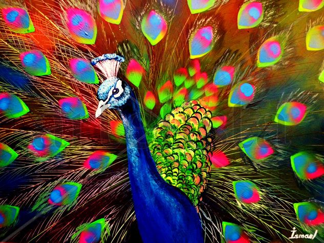 Peacock Grafito Cartulina Animales