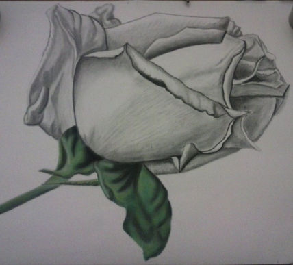 Rosa