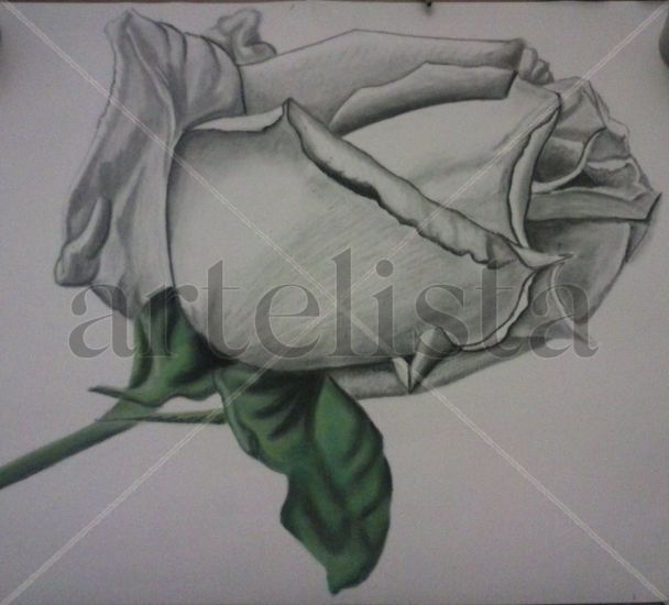 rosa Charcoal