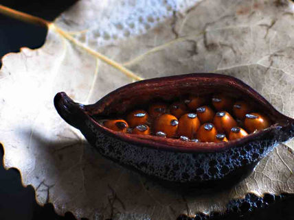 Patera en otoño