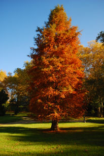 Árbol