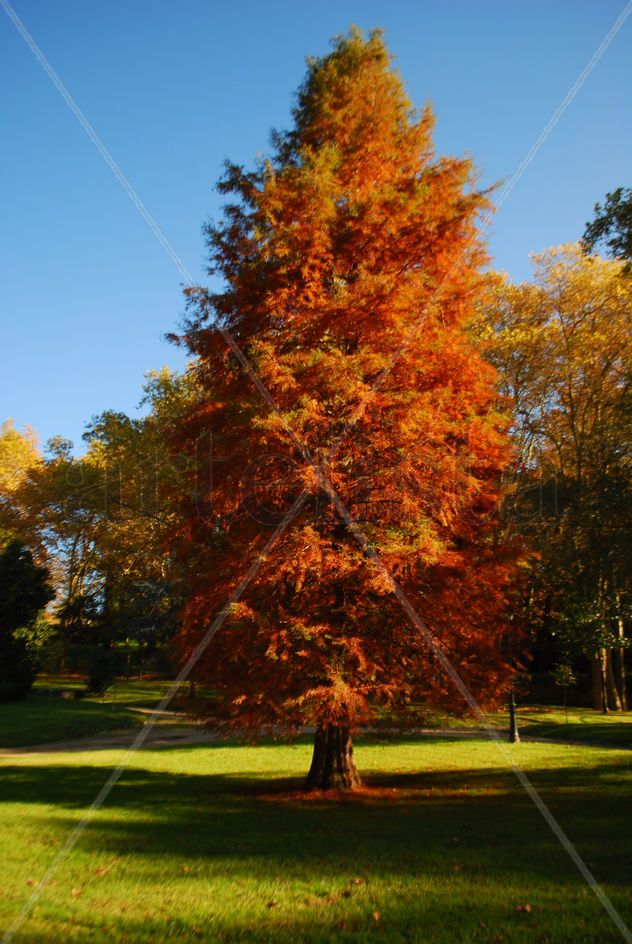 Árbol