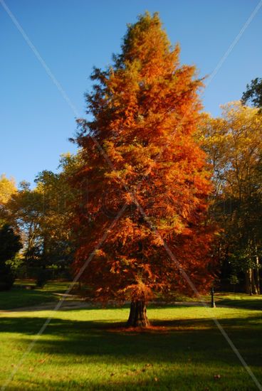 Árbol Naturaleza Color (Digital)