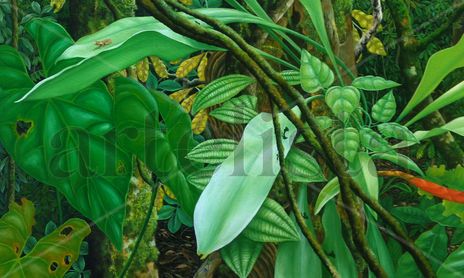 amazonia vive