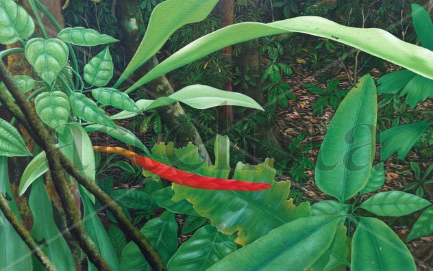 (fragmento) amazonia vive