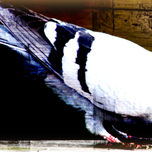Naturaleza thumbnail 2