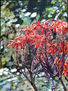 Flores de Aloe