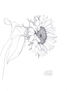 girasol