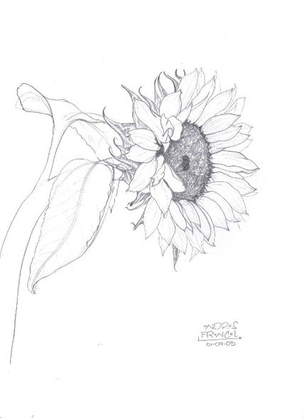 Girasol