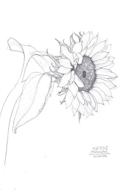 Girasol