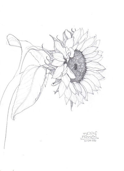 girasol Pencil