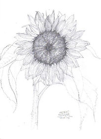 Girasol 1