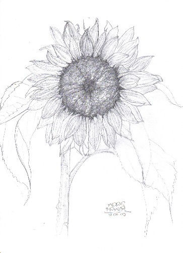 girasol 1 Charcoal