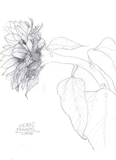 girasol 2 Charcoal