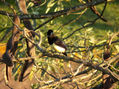 URRACA EN IGUAZÚ