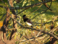 Urraca en iguazú