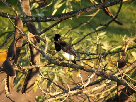 Urraca en iguazú
