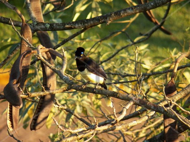 URRACA EN IGUAZÚ