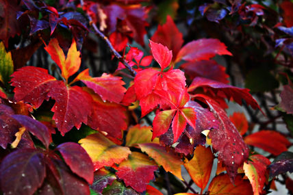 Otoño
