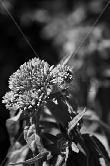 PEQUEÑOS SERES Naturaleza Blanco y Negro (Digital)