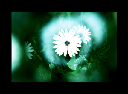 Flor con halo