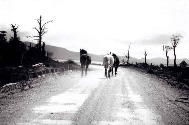 CABALLOS SALVAJES