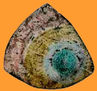 TRIBU INDIA