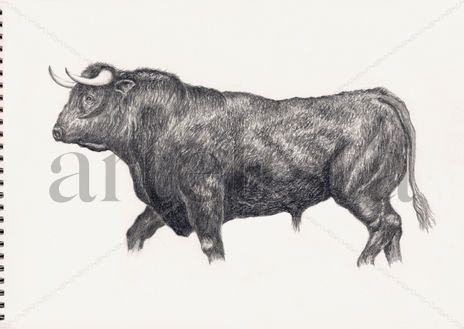 Toro