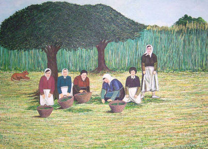Recolecta de aceitunas