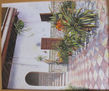 Patio sevillano