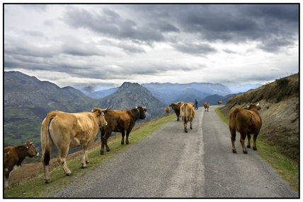 Vacas