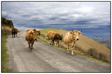 vacas II