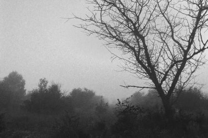 Neblina
