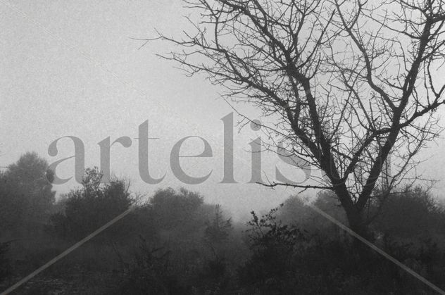 Neblina