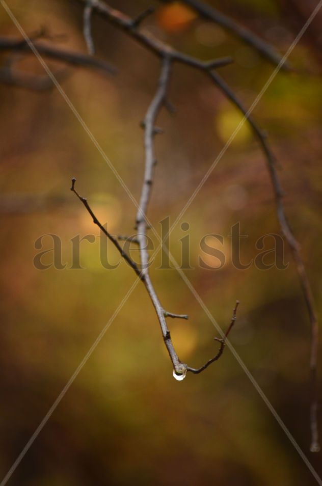 Lagrimas en la lluvia