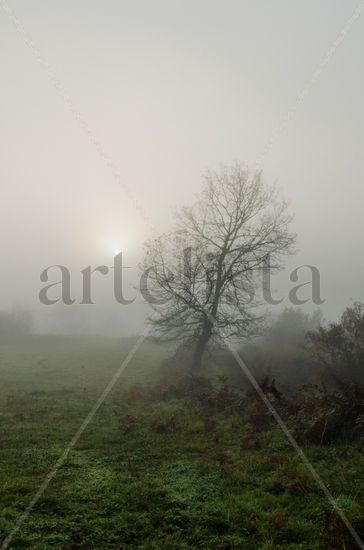 NIEBLA Naturaleza Color (Digital)