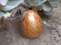 Dragon Egg