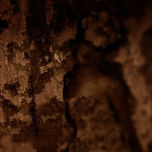 LADY PRUN thumbnail 1