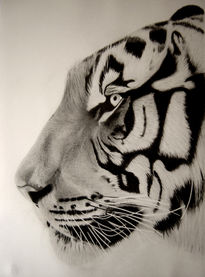 Tiger close up