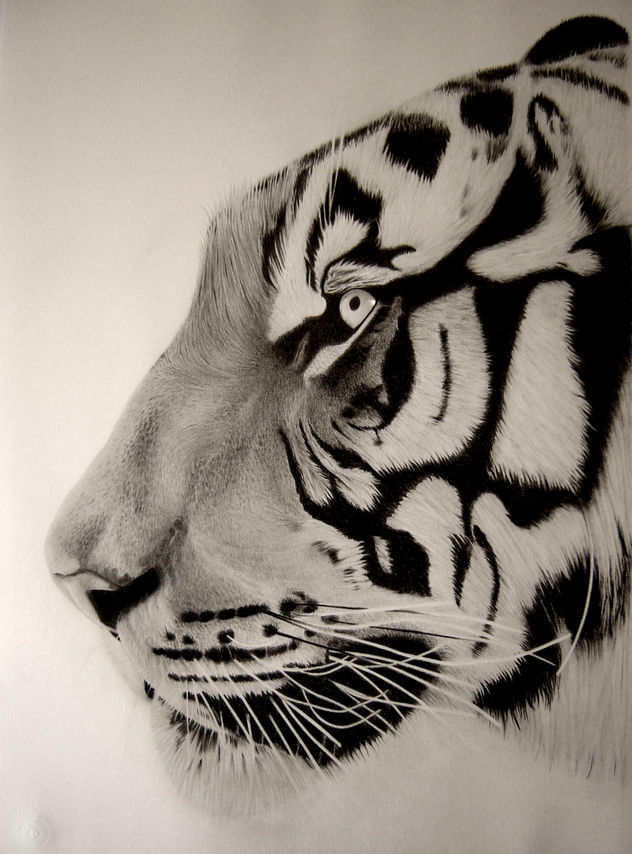 tiger close up