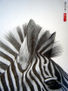 zebra close up