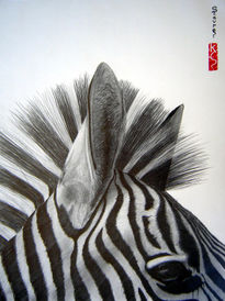 Zebra close up