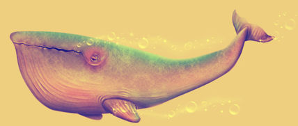 Physeter macrocephalus