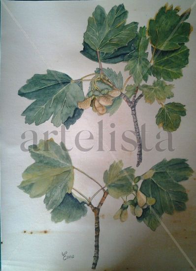 Acer Watercolour Paper Floral Painting