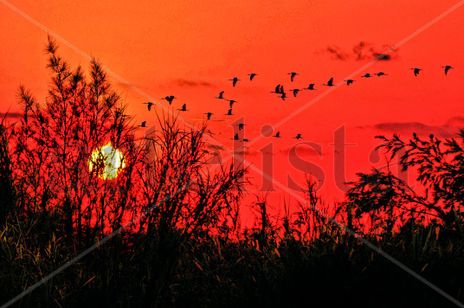 La Tarde I