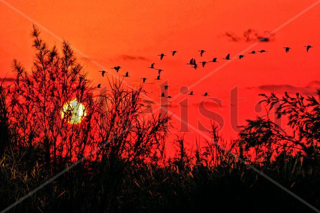 La Tarde I