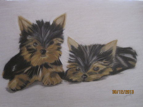 Animales