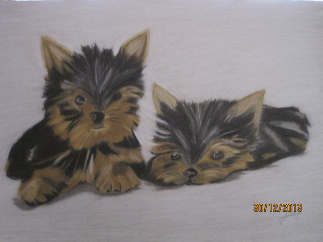 animales