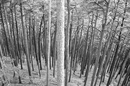 bosc Nature Black and White (Manual)