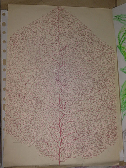 Venas de...